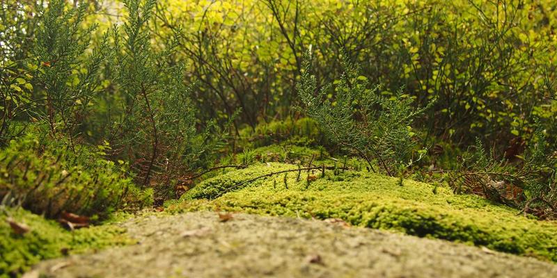 从北欧管理哲学出发:企业数字化转型的渐进式路径与实战策略